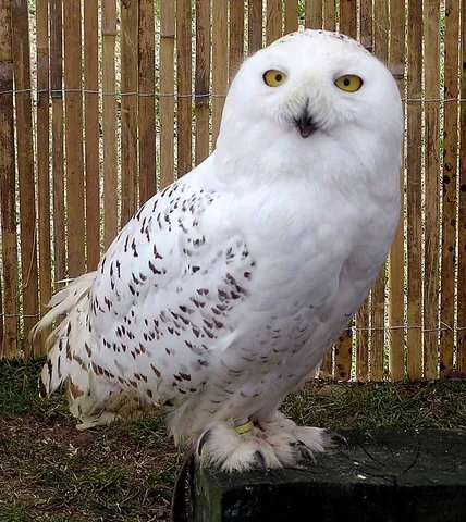 owl: any of various birds of prey of the order Strigiformes, families Strigidae and Tytonidae, that are...