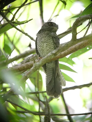 owlet-nightjar: any of several species of small crepuscular birds comprising the order Aegotheliformes, of New...