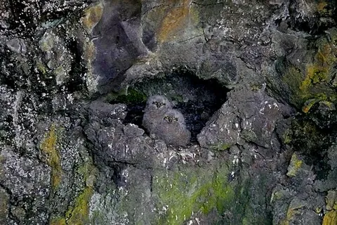 owlet: a young owl; owling