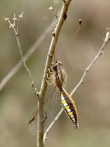 owlfly: any insect in the family Ascalaphidae