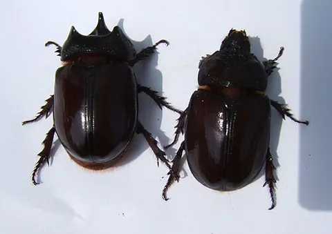 ox beetle: strategus aloeus, a large species of New World rhinoceros beetles