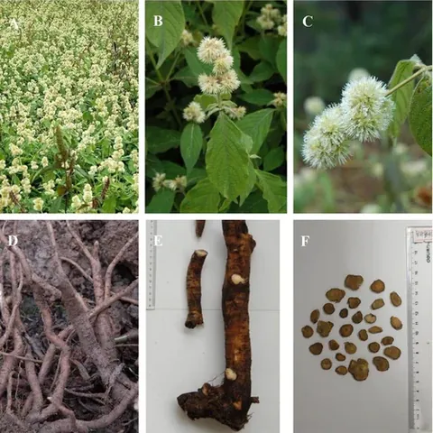 ox knee: cyathula officinalis, a species of Sino-Nepali amaranth-family plant