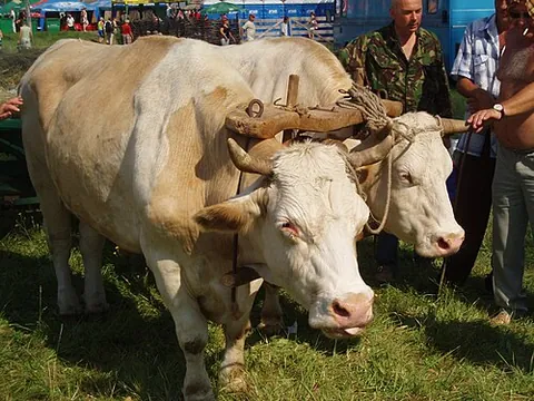 ox: an adult castrated male of cattle (B. taurus), especially when used as a beast of burden