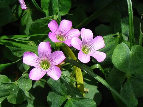 oxalis: any of various ornamental flowering plants of the genus Oxalis