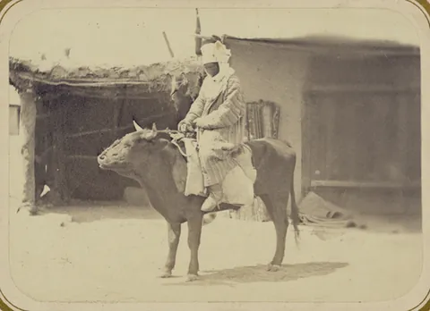 oxback: the back of an ox (being ridden, or laden with luggage, as a means of transportation)