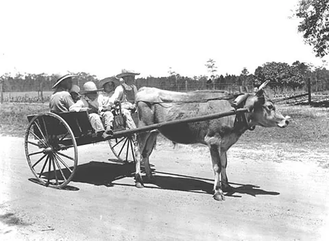 oxcart: a cart designed to be drawn by an ox or oxen