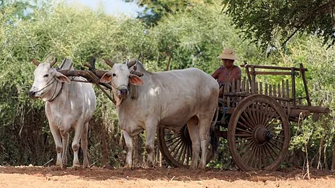 oxdrawn: drawn or pulled by oxen