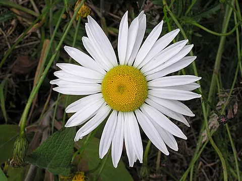 oxeye daisy: a widespread flowering plant native to Europe and temperate regions of Asia (Leucanthemum vulgare)