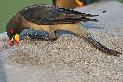 oxpecker: either of two species of passerine bird in the genus Buphagus, endemic to the sub-Saharan African...