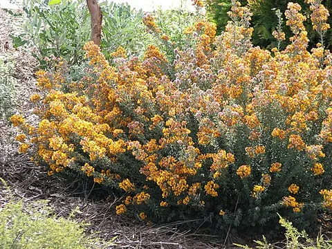 oxylobium: any leguminous plant of the genus Oxylobium, also commonly called shaggy peas