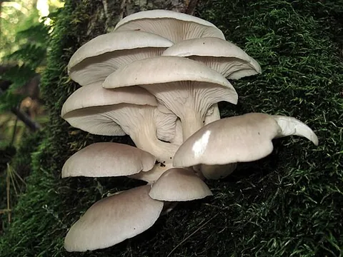 oyster mushroom: the mushroom Pleurotus ostreatus, which in the wild grows chiefly on hardwood trees, and is...