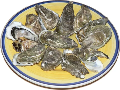 oyster: any of certain marine bivalve mollusks, especially those of the family Ostreidae (the true...
