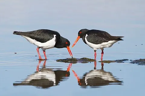 oystercatcher: any of several black or pied coastal wading birds in the genus Haematopus that have a long red or...