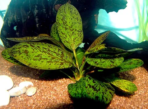 ozelot sword: a decorative plant that is a hybrid of the genus Echinodorus