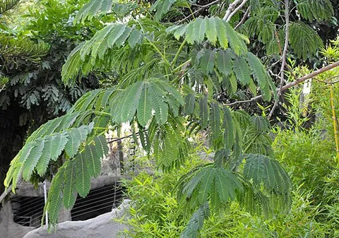 pacara: a large tree of the mimosa family, Enterolobium contortisiliquum, which yields wood good for...