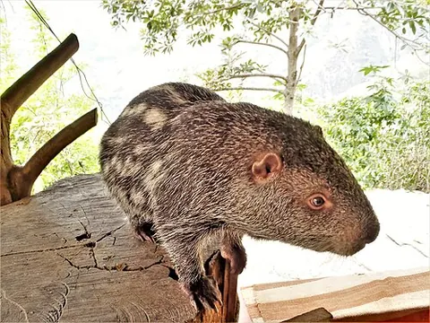 pacarana: a large, rare, slow-moving rodent, Dinomys branickii, with a thick, furry tail, native to South...