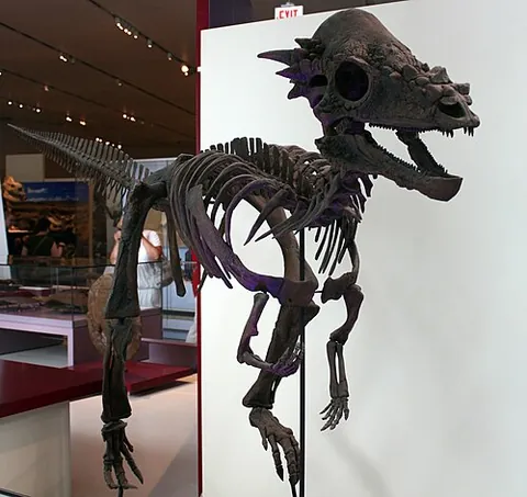 pachycephalosaur: any of a group of herbivorous dinosaurs, of the genus Pachycephalosaurus from the late Cretaceous...