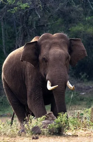 pachyderm: a member of the obsolete taxonomic order Pachydermata, grouping of thick-skinned, hoofed animals...