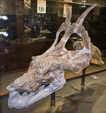 pachyrhinosaurin: any of the dinosaurs of the tribe †Pachyrhinosaurini, a clade of centrosaurine ceratopsids