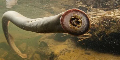 pacific lamprey: a species of lamprey living in the Pacific Rim (Entosphenus tridentatus)