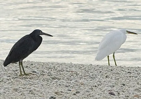 pacific reef heron: any heron of the species Egretta sacra, native to southern Asia and Oceania