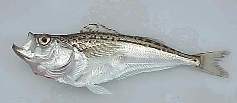 pacific sandfish: a fish, Trichodon trichodon