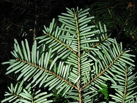 pacific silver fir: a fir native to the coastal region of Pacific North America (Abies amabilis)