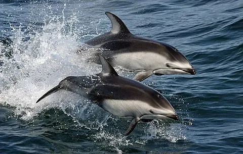 pacific white-sided dolphin: an active dolphin (Aethalodelphis obliquidens; previously Lagenorhynchus obliquidens), found in the...