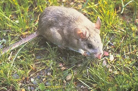 pack rat: any of several small North American rodents, of the genus Neotoma, that have bushy tails