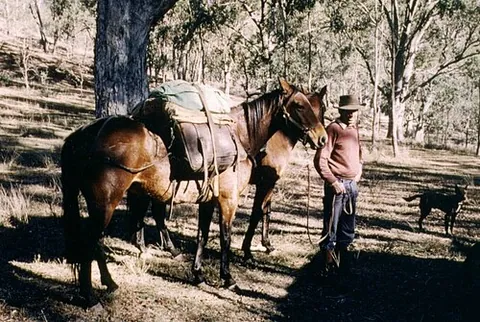 packhorse: a horse used as a pack animal