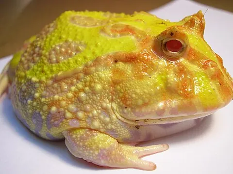 pacman frog: any frog of the genus Ceratophrys