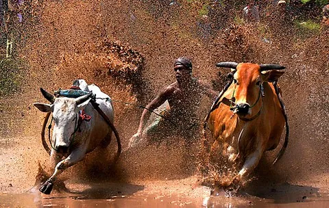 pacu jawi: a traditional bull race in the Tanah Datar region of West Sumatra, Indonesia, where jockeys cling...