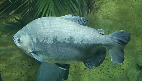 pacu: any of certain freshwater fish of the family Serrasalmidae, endemic to South America; they are...