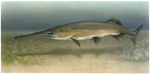 paddlefish: any of several primitive fish, of the family Polyodontidae, that have a long snout shaped like a...