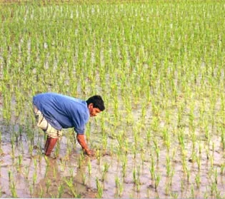 paddy: rough or unhusked rice, either before it is milled or as a crop to be harvested