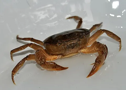 paddyfields crab: parathelphusa convexa, a species of brown river-dwelling crab native to Java