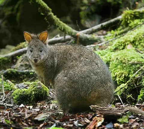 pademelon: any wallaby of the genus Thylogale of small macropods