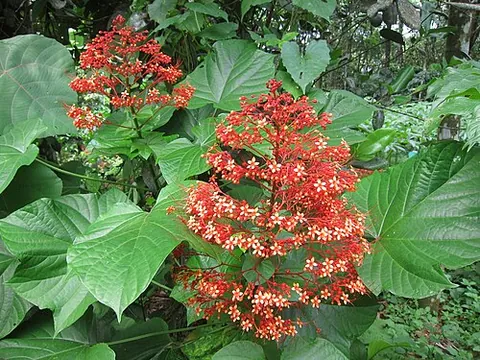 pagoda flower: clerodendrum paniculatum, native from Papua New Guinea to Taiwan to Bangladesh and Sri Lanka