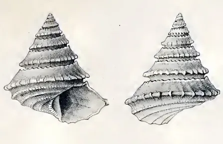 pagodiform: synonym of pagodalike, shaped like a pagoda