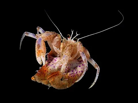 pagurid: any of the hermit crabs of family Paguridae, a right-handed hermit crab