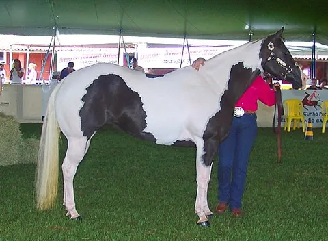 paint horse: a horse of a breed that combines the conformational characteristics of a western stock horse with a...