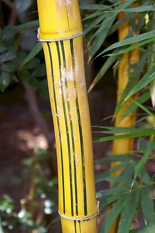painted bamboo: a cultivar of common bamboo (Bambusa vulgaris var. Vittata); a clumping bamboo with golden yellow...