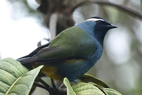 painted berrypecker: any bird of the family Paramythiidae, of New Guinea