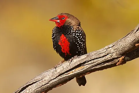 painted finch: emblema pictum, a common estrildid finch of Australia