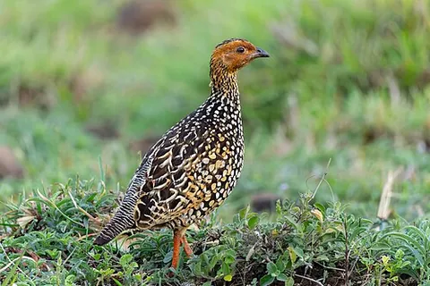 painted francolin: francolinus pictus, a francolin of the grasslands of India and Sri Lanka