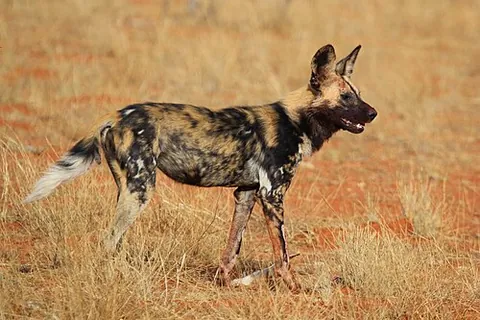 painted hound: a wild canid, Lycaon pictus