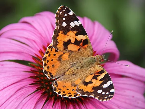 painted lady: any of certain cryptic patterned butterflies of genus Vanessa (family Nymphalidae), especially...
