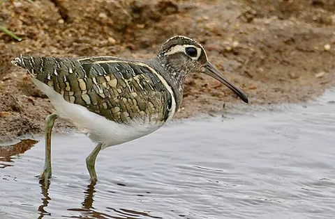 painted snipe: any of three species of snipe-like birds in the family Rostratulidae, found in wetlands and...