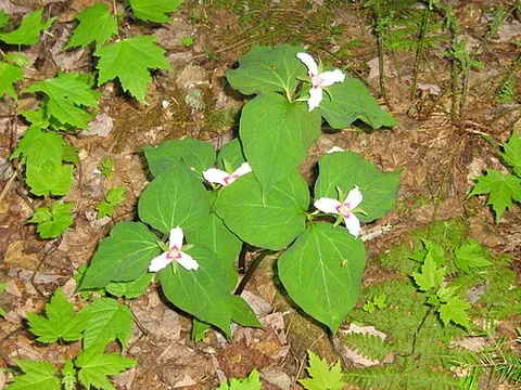 painted trillium: trillium undulatum, native to eastern temperate North America