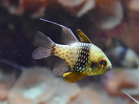 pajama cardinalfish: a small marine fish (up to 8.5 cm) of the Indo-Pacific, Sphaeramia nematoptera, usually found near...